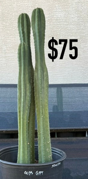 Goop’s Gift Trichocereus Cactus - Multi-Column