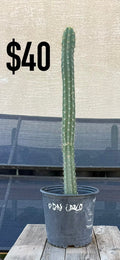 BDN Trichocereus Cactus - Tall Blue-Green Columnar