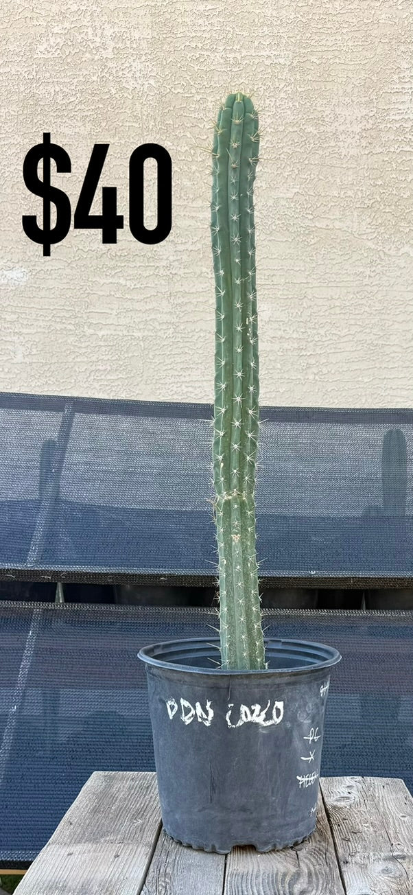 BDN Trichocereus Cactus - Tall Blue-Green Columnar