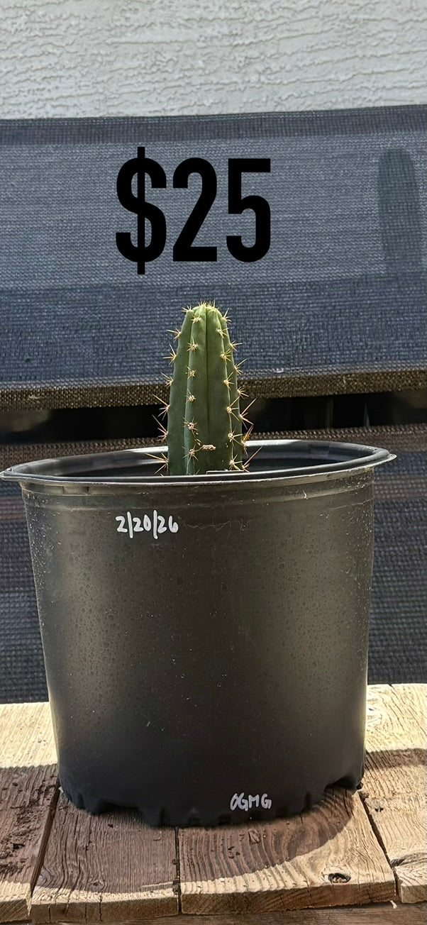 OGMG Trichocereus Cactus - Rooted Spined Columnar