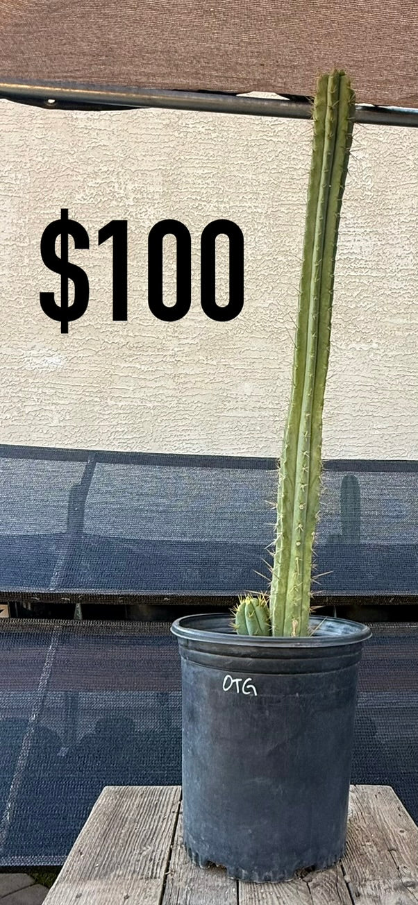 San Pedro Cactus (Trichocereus pachanoi, unlabeled)