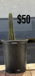 DFH Trichocereus Cactus - Rooted Spined Columnar