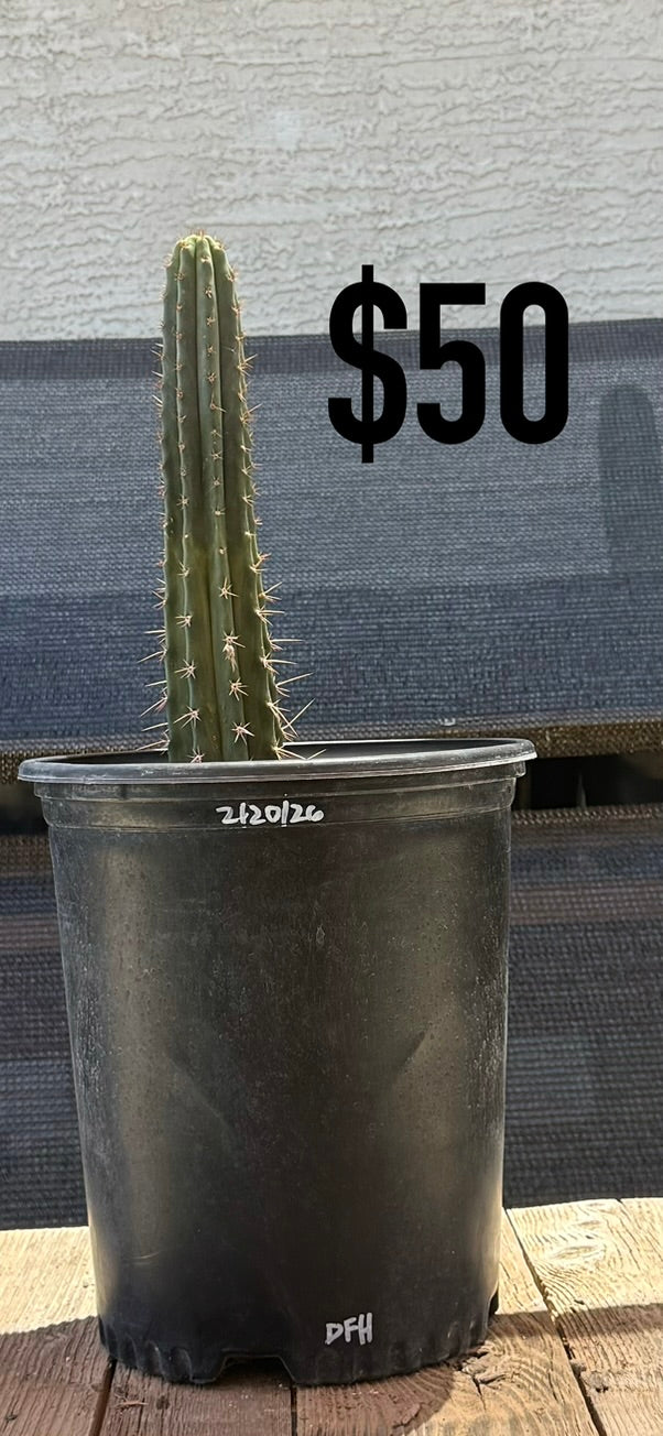 DFH Trichocereus Cactus - Rooted Spined Columnar