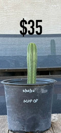 Scop OP Trichocereus Cactus