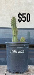 San Pedro Cactus (Trichocereus pachanoi, unlabeled)