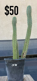 OFO Trichocereus Cactus - Twin Column Cluster