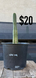 Icaros DNA San Pedro cactus in a black nursery pot on a wooden surface