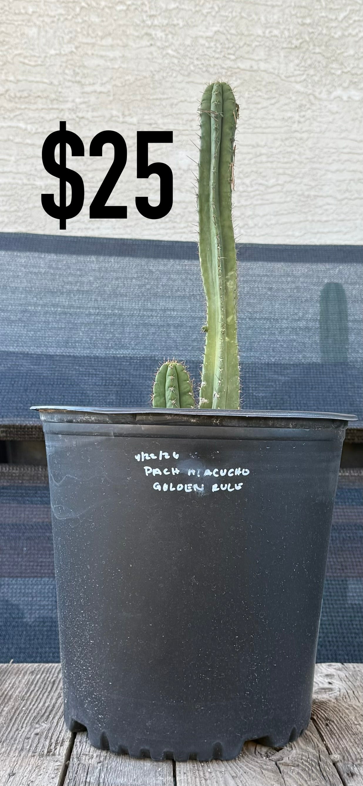 Pach Huacucho Golden Rule cactus in a black nursery pot with a $25 price tag.