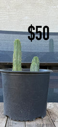 San Pedro Cactus (Trichocereus pachanoi, unlabeled)