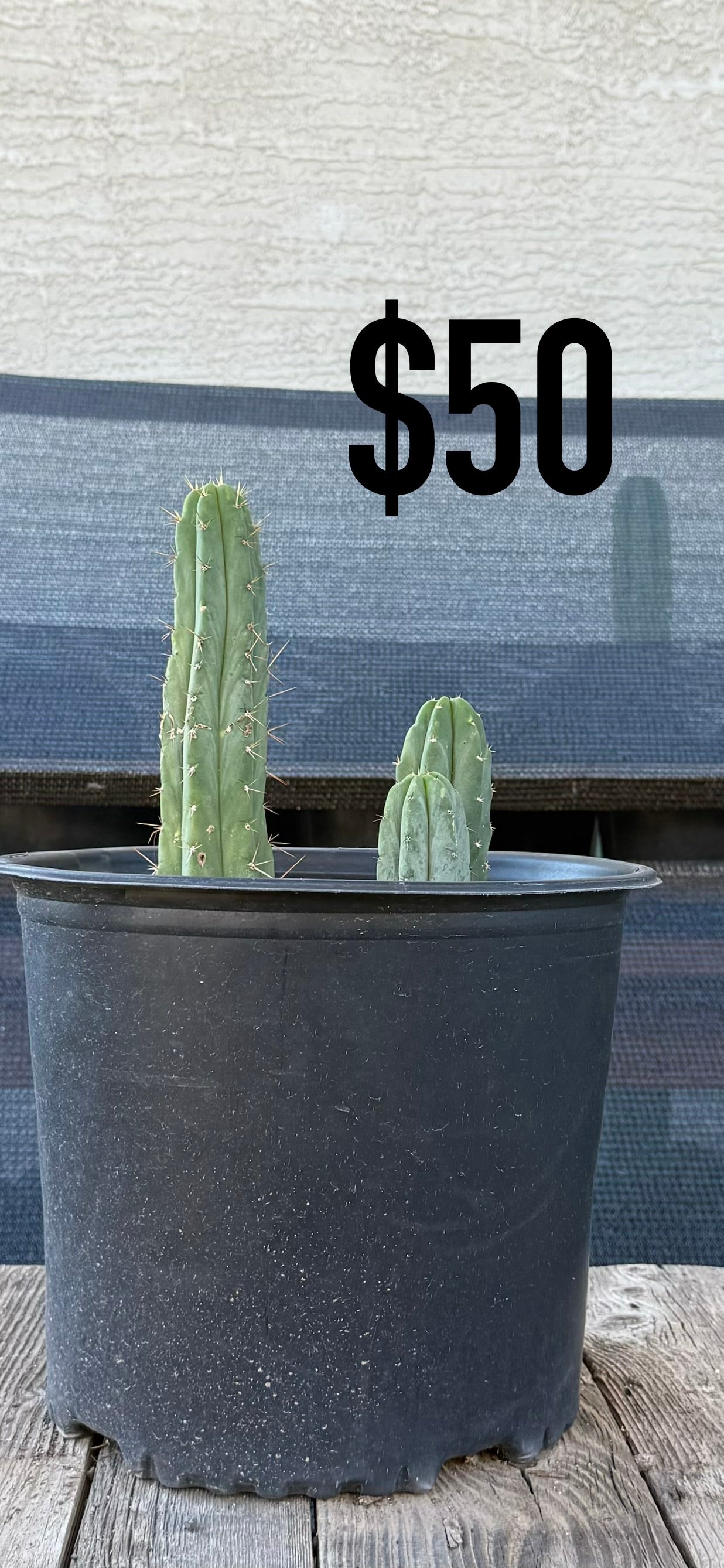 San Pedro Cactus (Trichocereus pachanoi, unlabeled)