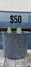 San Pedro Cactus (Trichocereus pachanoi, unlabeled)