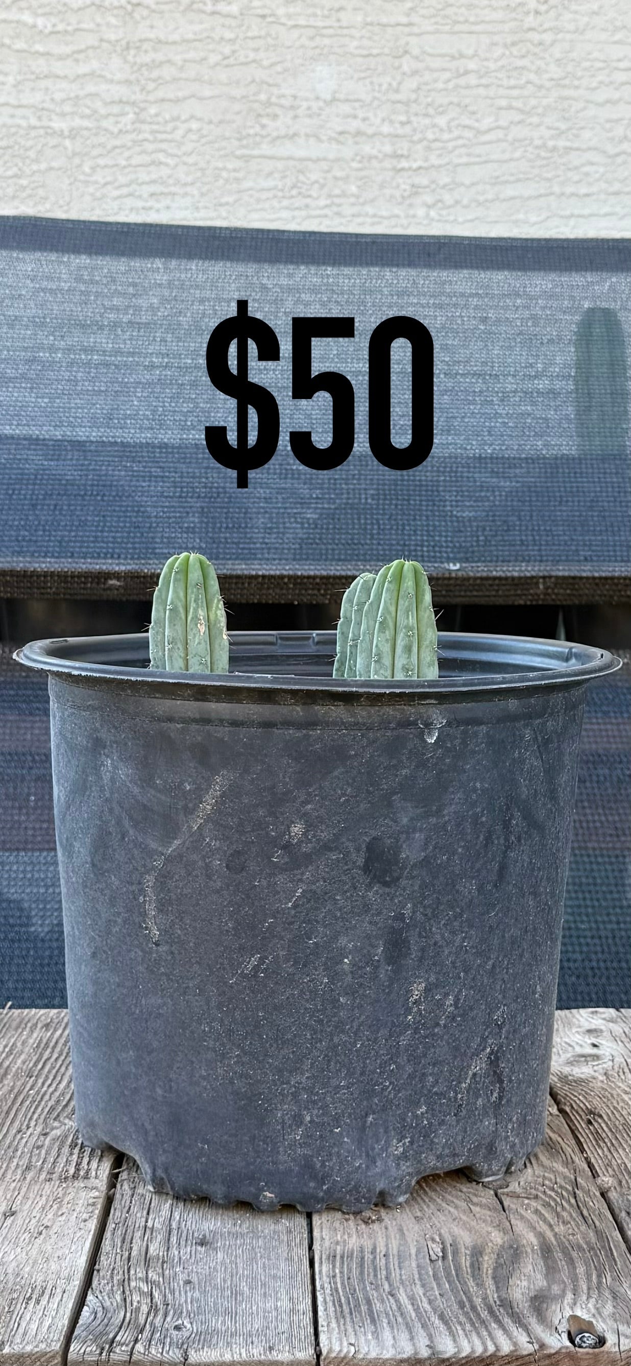 San Pedro Cactus (Trichocereus pachanoi, unlabeled)