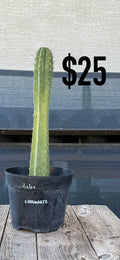 Pach Huacucho Golden Rule Cactus