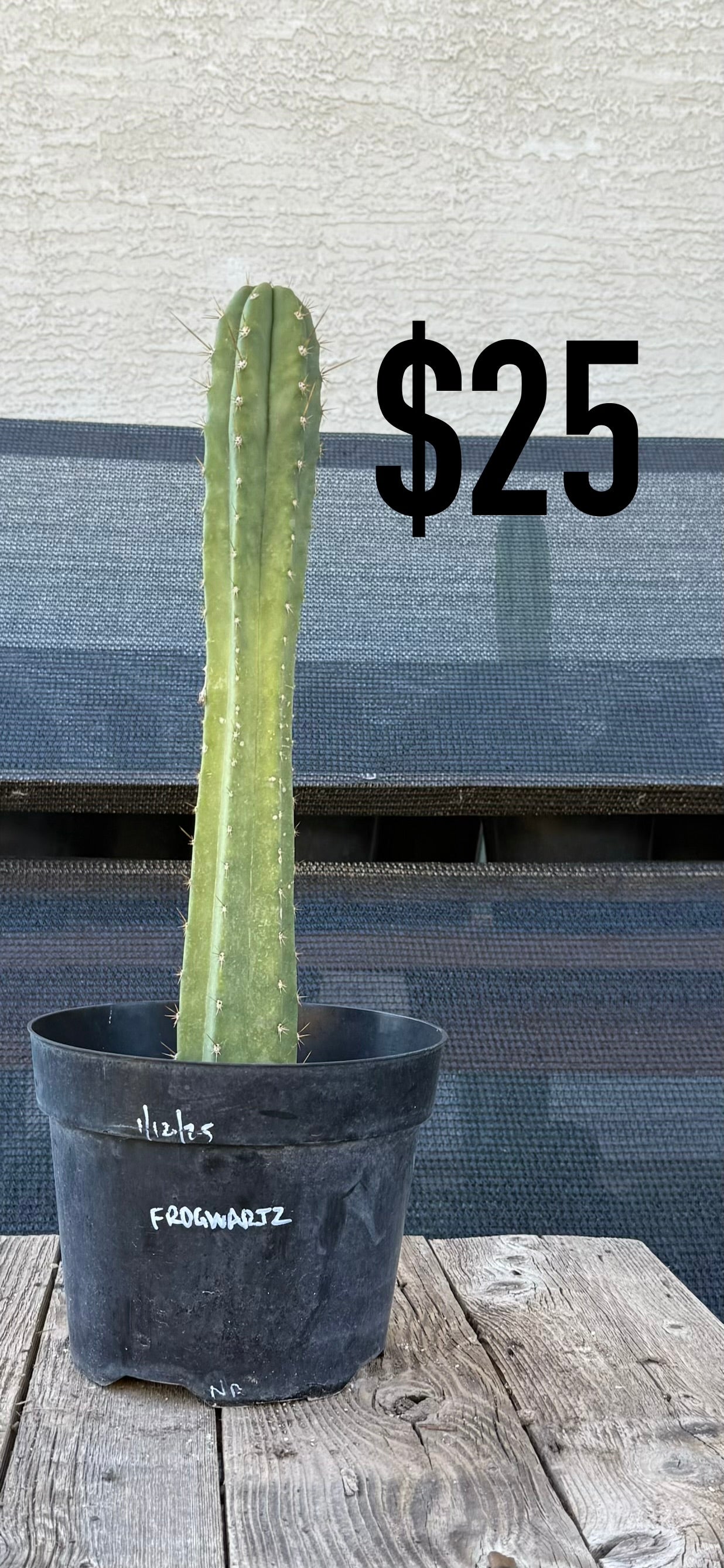 Pach Huacucho Golden Rule Cactus