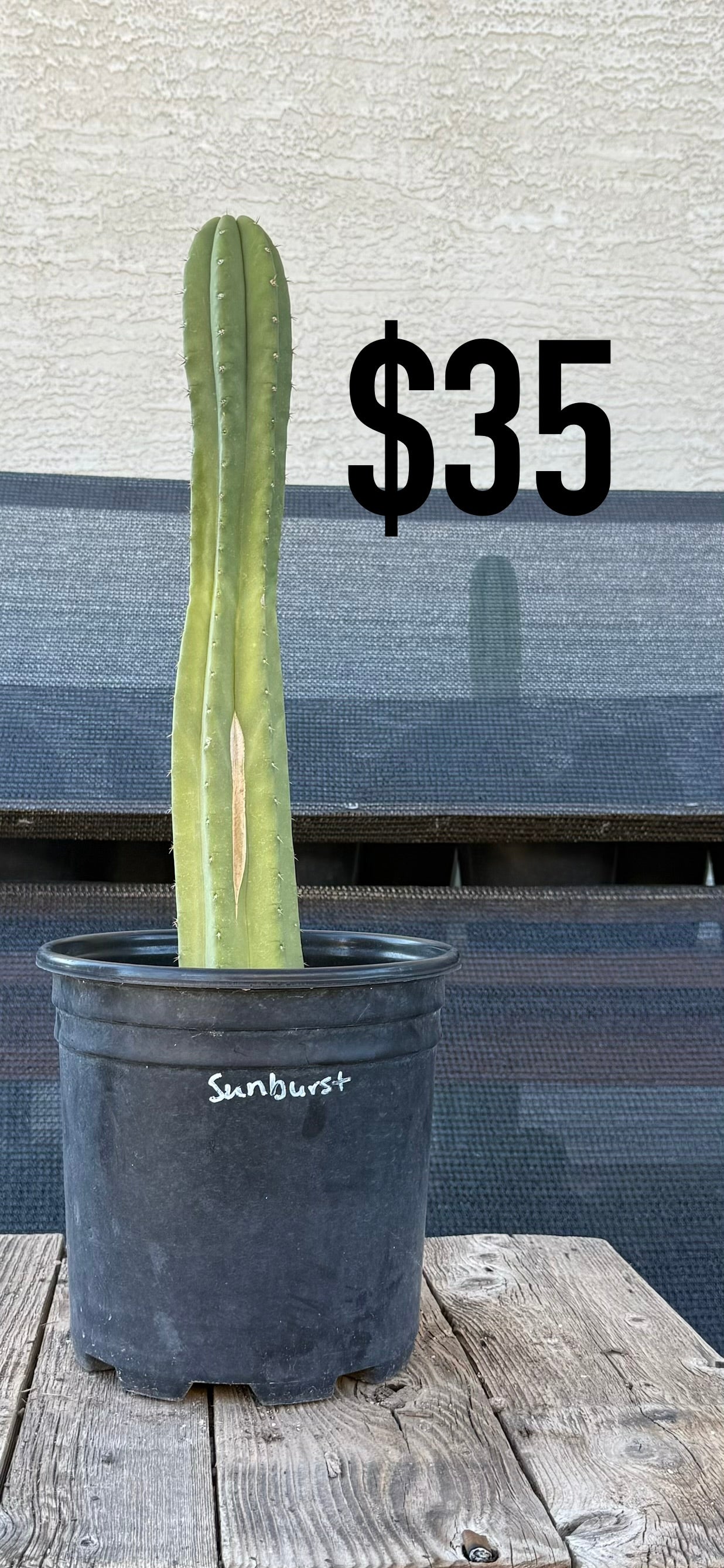 San Pedro Cactus (Trichocereus pachanoi, unlabeled)